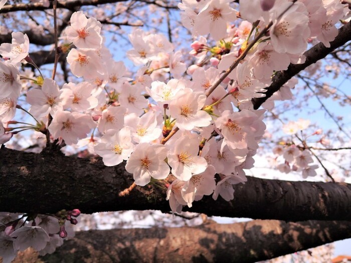 桜