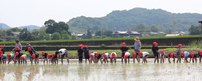 田植え2