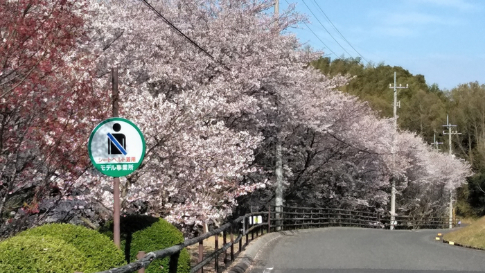 満開の桜