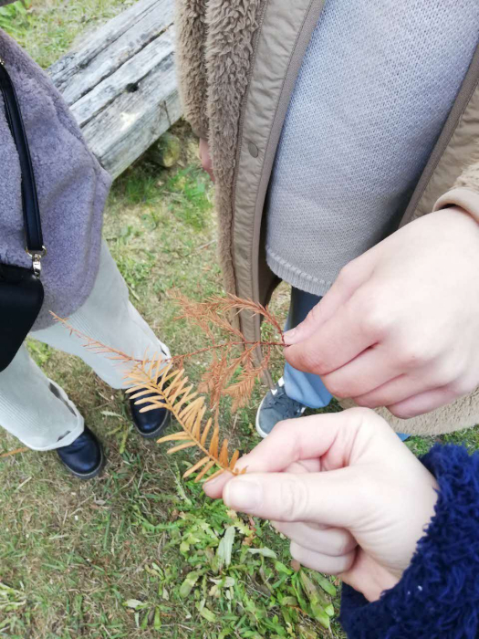 ヌマスギ（上）とメタセコイア（下）の葉っぱの比較写真