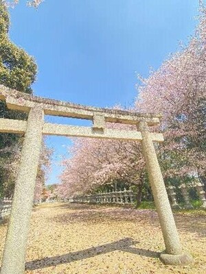 池戸桜