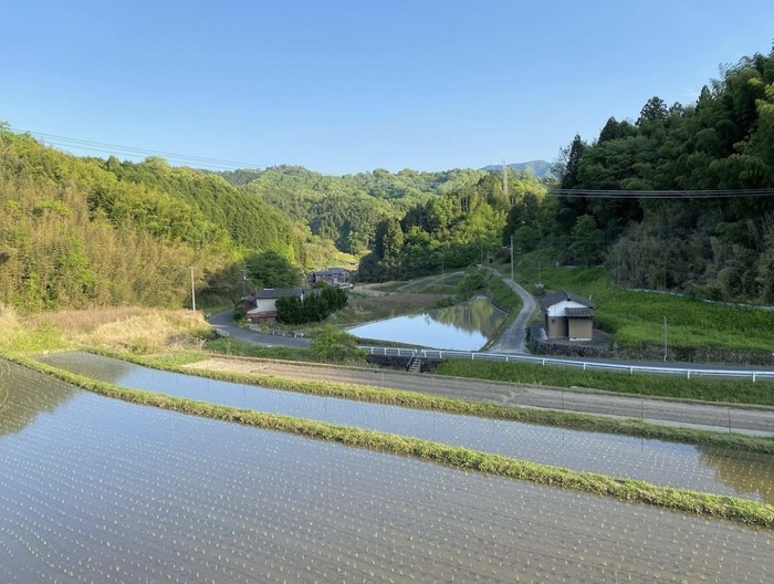 田んぼ