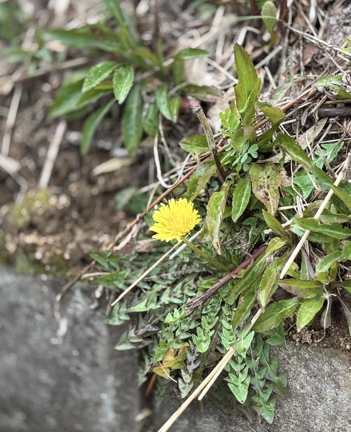 白山のタンポポ