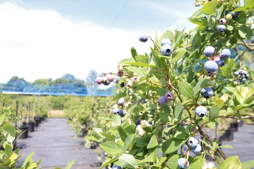 写真４