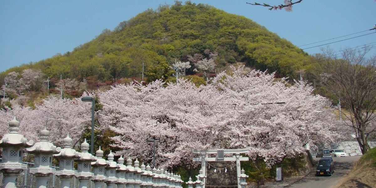 白山の桜