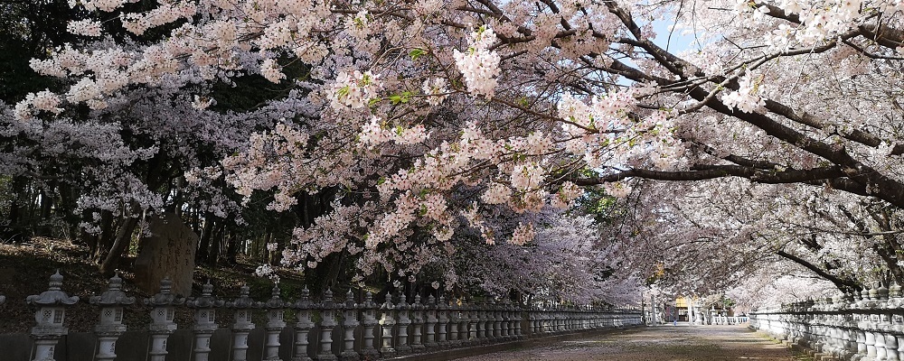 桜（池戸八幡神社）